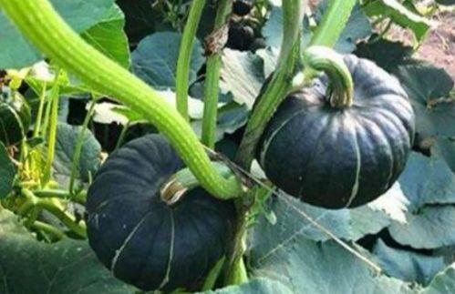 鹿泉可以吃小瓜吗,鹿泉地区小瓜美食之旅