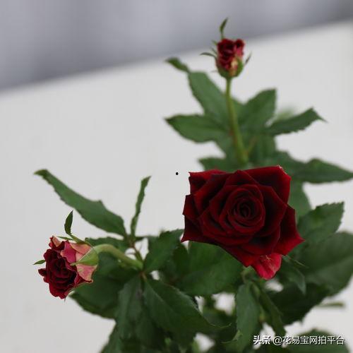 头条里的玫瑰有哪些,头条里的浪漫故事与情感瞬间