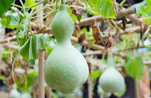 吃葫芦瓜会过敏吗,食用需谨慎