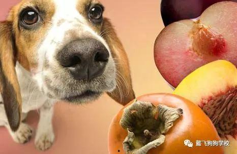 狗狗可以吃黄皮的瓜,揭秘黄皮瓜的诱惑与营养