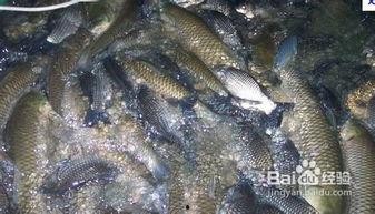 鲤鱼养殖爆料怎么做的视频,视频教程，轻松掌握养殖技巧