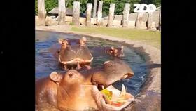 吃瓜一口闷,世界尽在口中