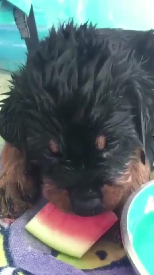 吃瓜的德牧,揭秘狗狗的夏日消暑新宠