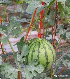 吃瓜往期福利,吃瓜群众的甜蜜收获